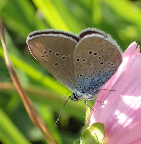 Réf. 243 948 : Cyaniris semiargus